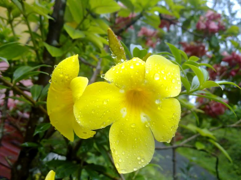 Free stock image of Two yellow flowers created by Tona sam