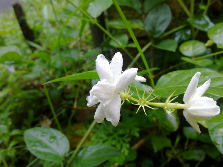 Free stock image of White jasmine flower with water drops created by Tona sam