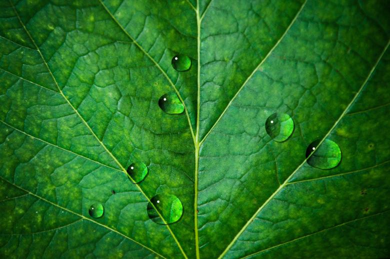 Free stock image of Waterdrops on leaf created by Luka