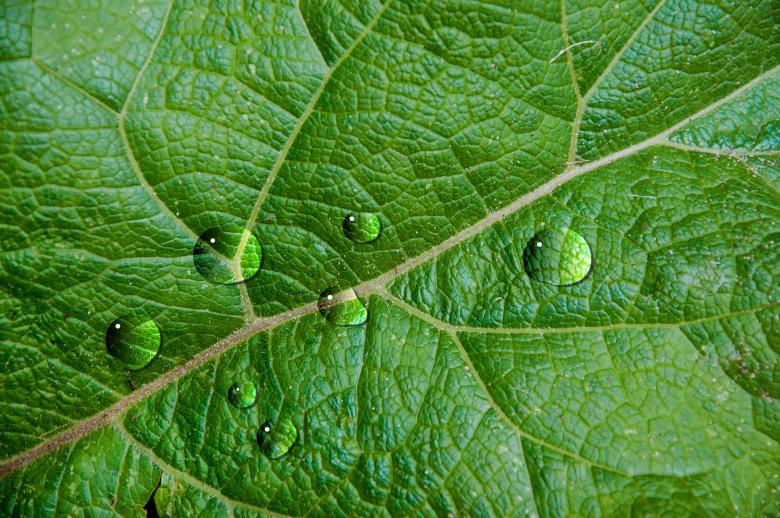 Free stock image of Waterdrops on green leaf created by Luka
