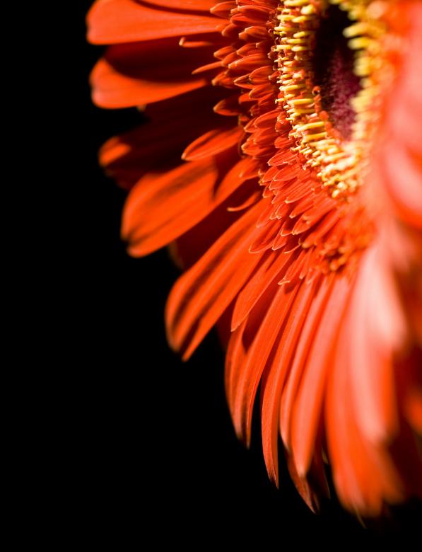 Free stock image of red flower created by 2happy