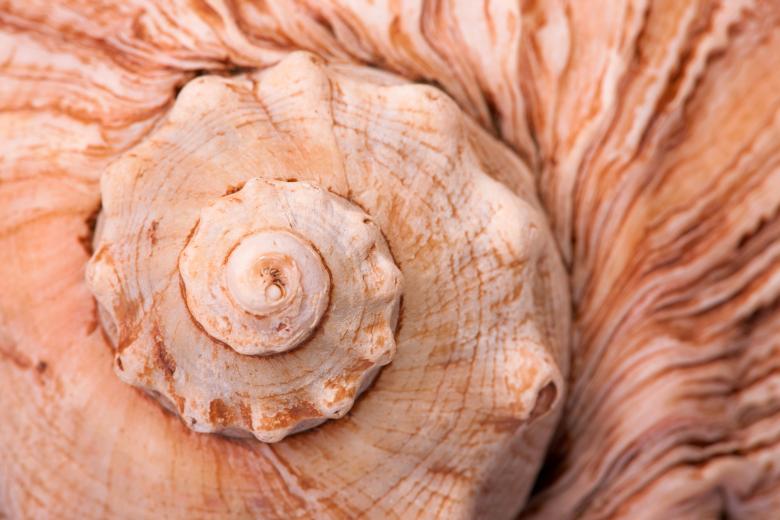 Free stock image of Seashell created by 2happy