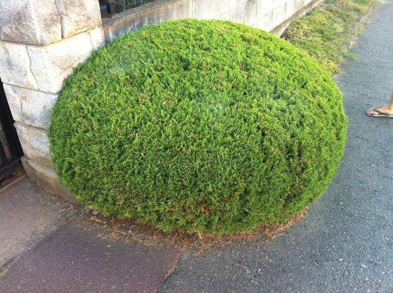 Free stock image of Japanese bush created by Karla Hara