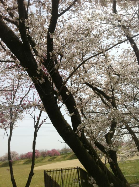 Free stock image of Cherry Blossom - Sakura created by Karla Hara
