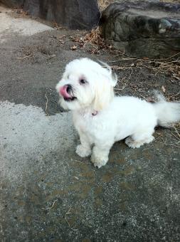 White dog - Free Stock Photo