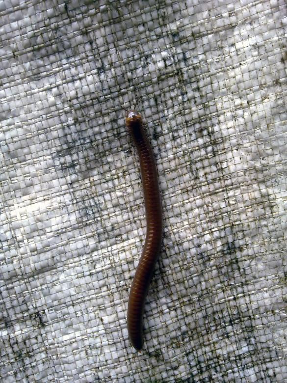 Free stock image of Grey leech created by Tona sam