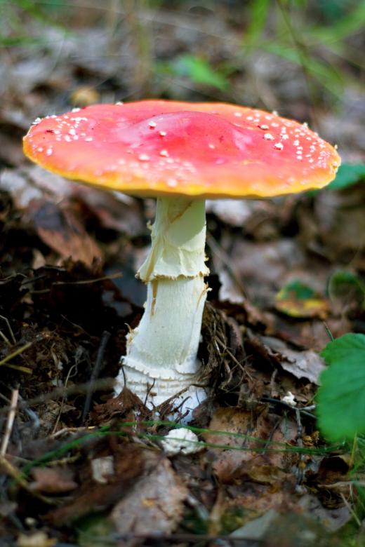 Free stock image of toadstool created by 2happy