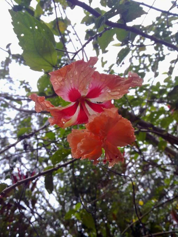 Free stock image of Light orange hibiscus flower created by Tona sam