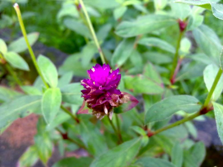 Free stock image of Vadamulla created by Tona sam