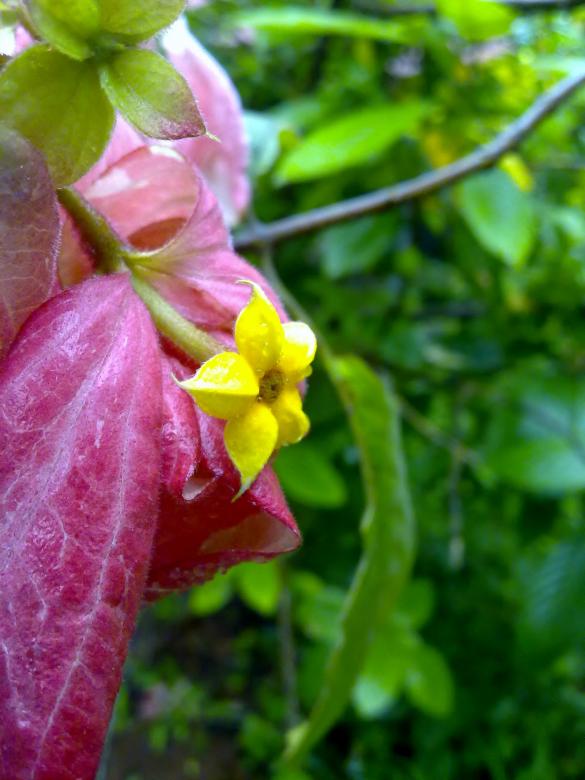 Free stock image of Cestrum nocternum created by Tona sam