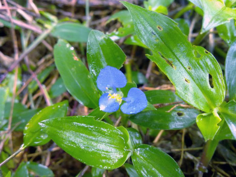 Free stock image of Blue flower created by Tona sam