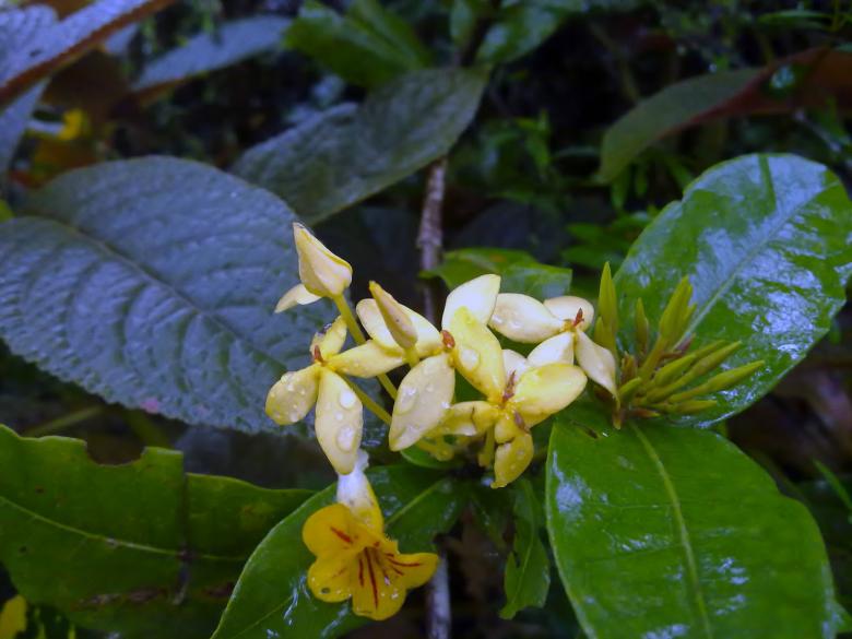 Free stock image of Yellow Ixora created by Tona sam