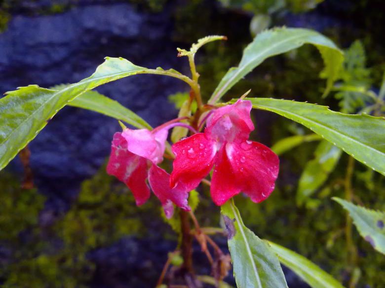 Free stock image of Balsam (Abies balsamea) created by Tona sam