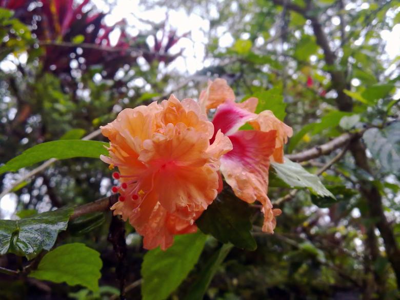 Free stock image of Hibiscus flower created by Tona sam