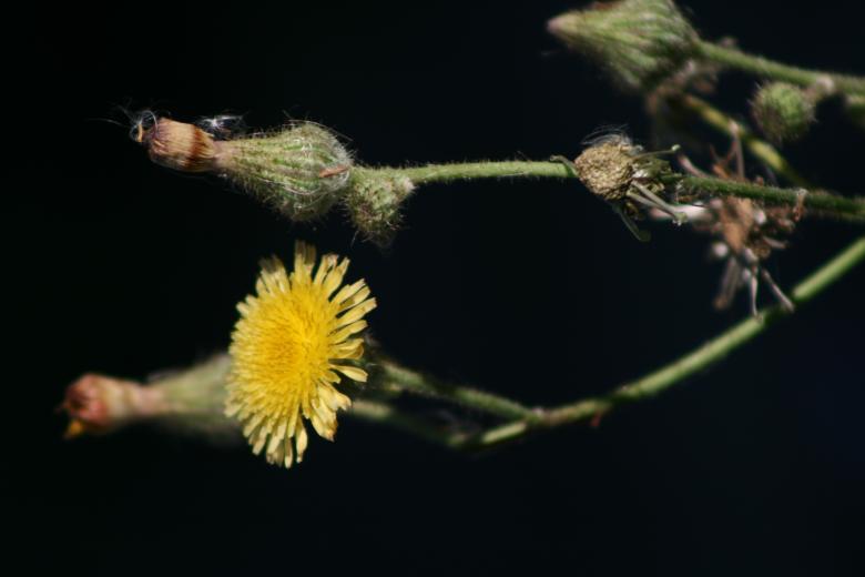 Free stock image of Flower of Aster created by Gebyar Andyono