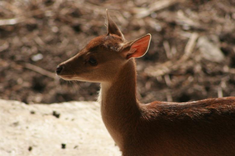 Free stock image of Fawn created by Gebyar Andyono