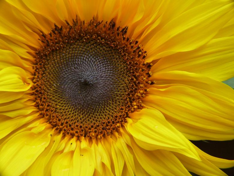 Free stock image of Sunflower created by Ricardo Monteiro