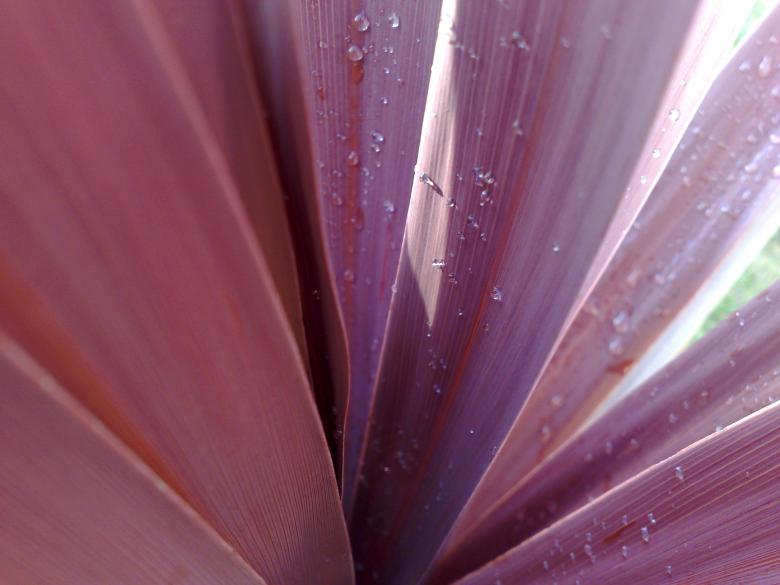 Free stock image of Leaves created by Ricardo Monteiro