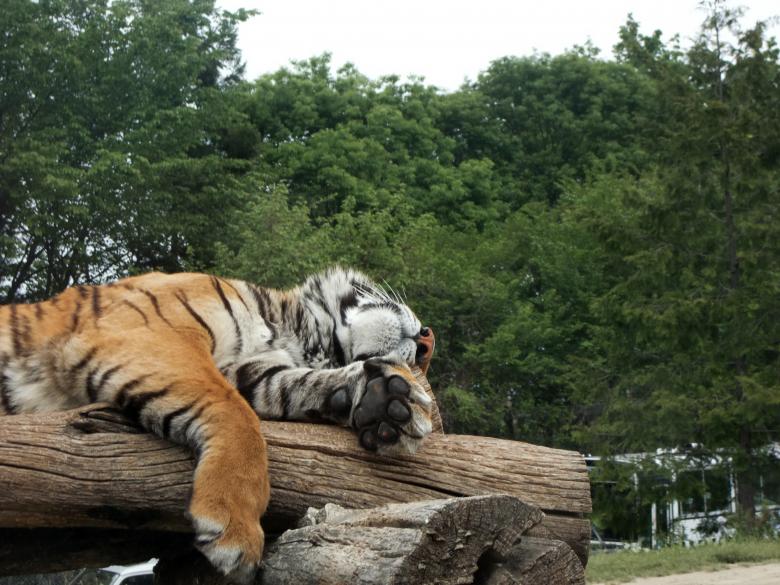 Free stock image of Relaxing Tiger created by Karla Hara