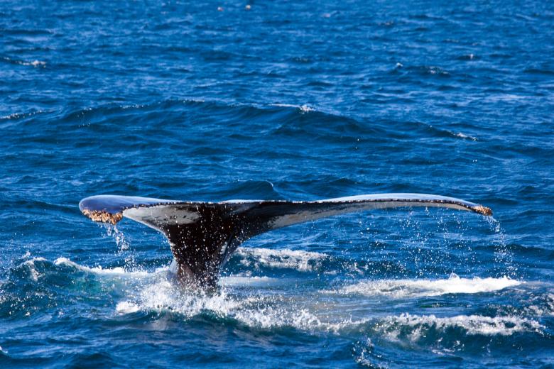 Free stock image of Humpback Whale created by Geoffrey Whiteway