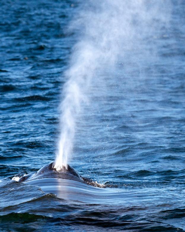 Free stock image of Humpback Whale created by Geoffrey Whiteway