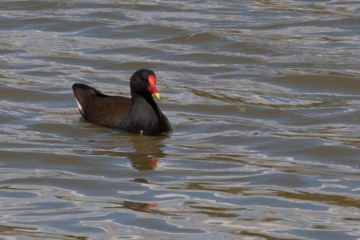 Bird in the Water - Free Stock Photo