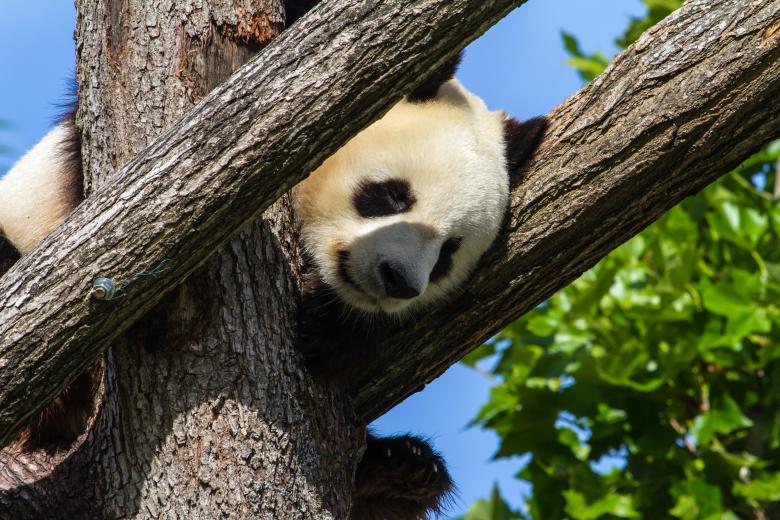 Free stock image of Giant panda created by Bruno MALLET