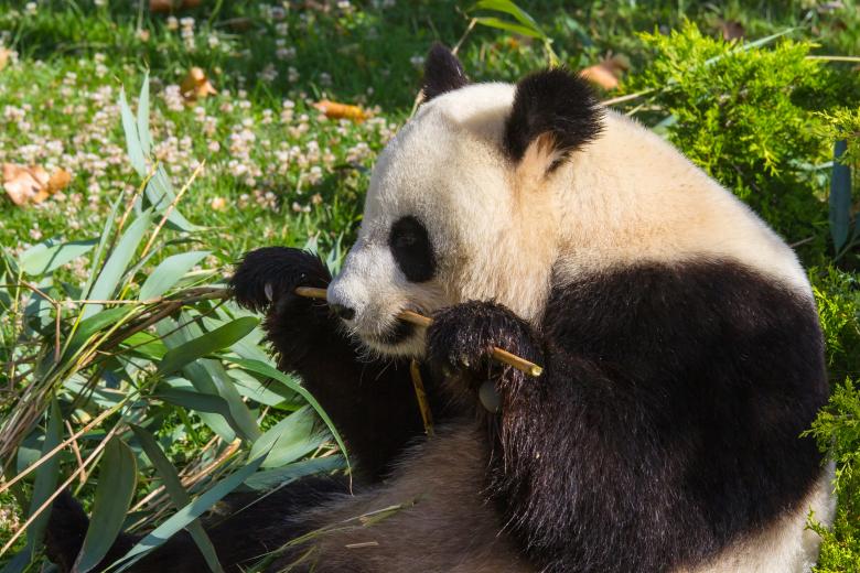 Free stock image of Giant panda created by Bruno MALLET