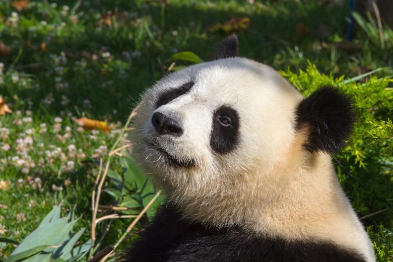 Free stock image of Giant panda created by Bruno MALLET