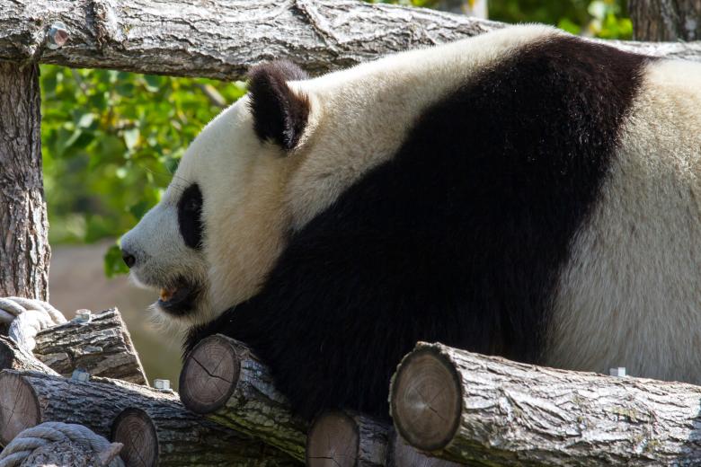Free stock image of Giant panda created by Bruno MALLET