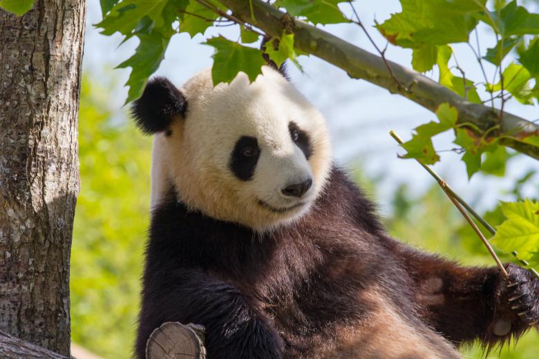 Free stock image of Giant panda created by Bruno MALLET