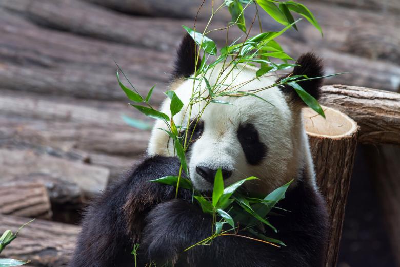 Free stock image of Giant panda created by Bruno MALLET