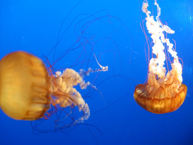 Free stock image of Jellyfish dance created by Fig Tree Design Studio