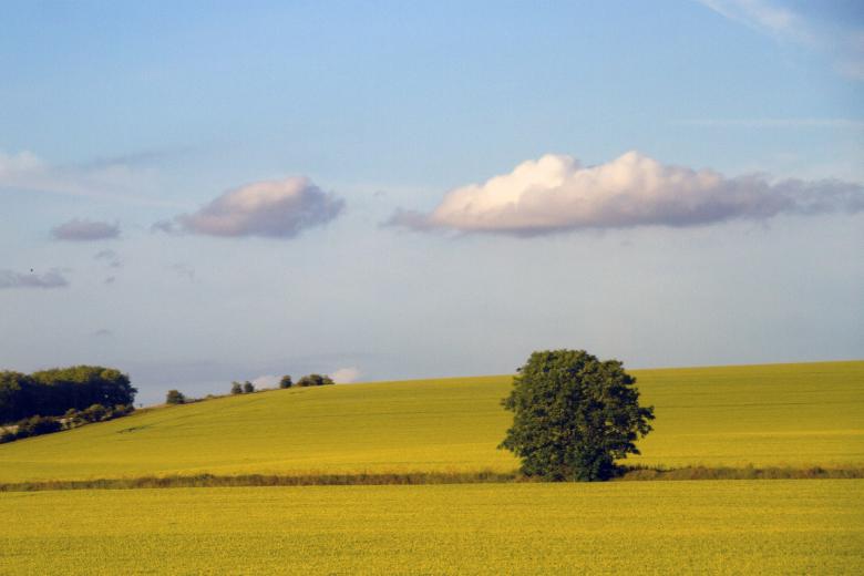 Free stock image of  Tree and Field created by Geoffrey Whiteway
