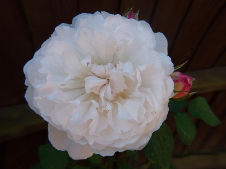 Free stock image of White flower created by Ricardo Monteiro