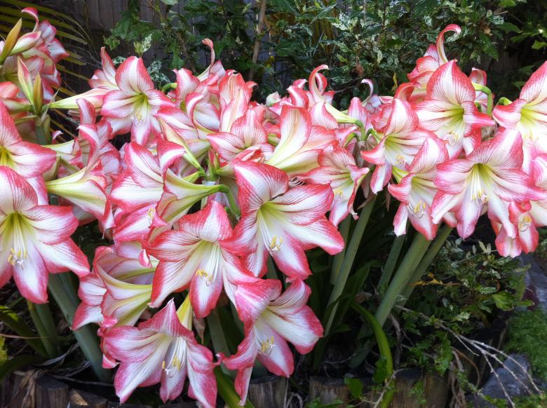 Free stock image of Flowers created by mlle