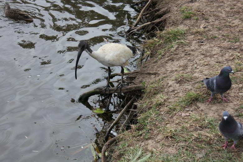 Free stock image of Ibis and birds created by mlle
