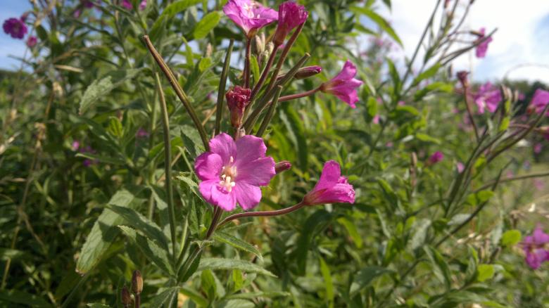 Free stock image of Little pink flowers created by Steven Spence