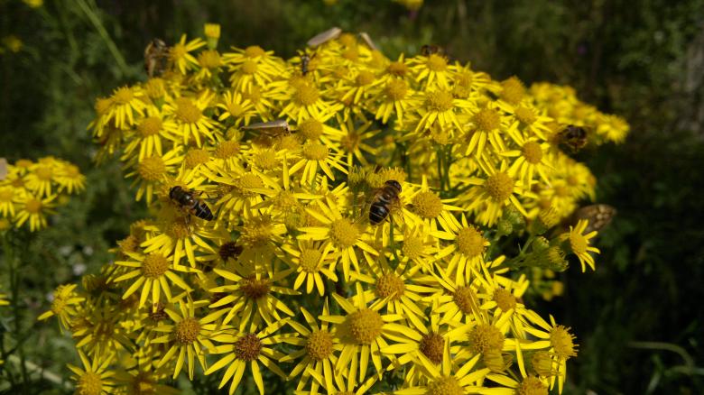 Free stock image of Busy flower created by Steven Spence