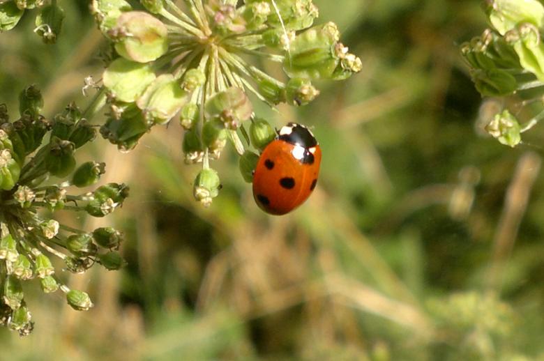Free stock image of Lady bird created by Steven Spence