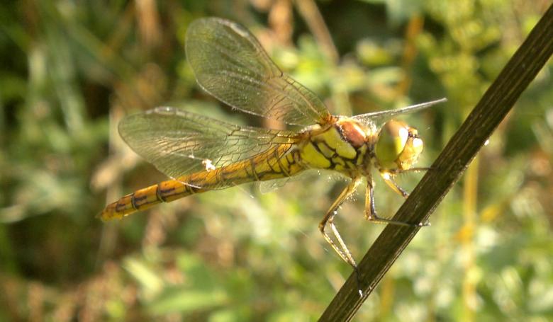 Free stock image of Dragon fly created by Steven Spence