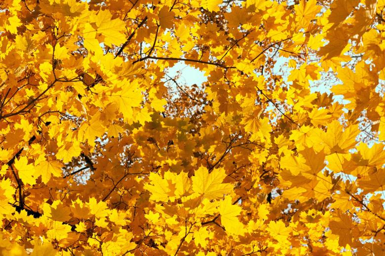 Free stock image of Autumn leaves created by 2happy