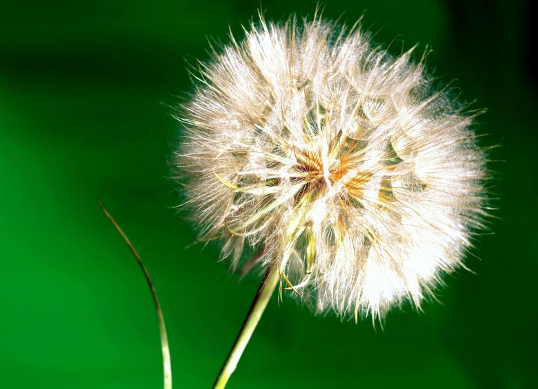 Free stock image of Dandelion created by 2happy