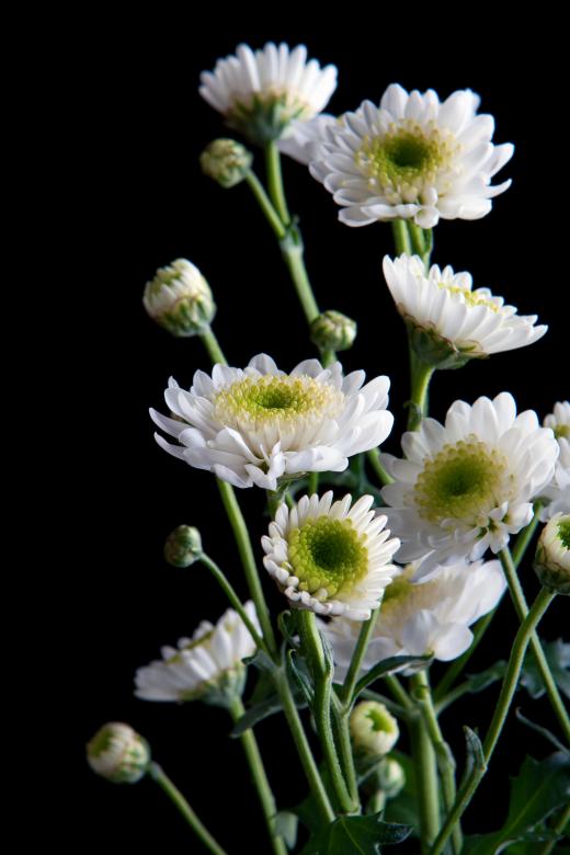 Free stock image of flowers on black created by 2happy