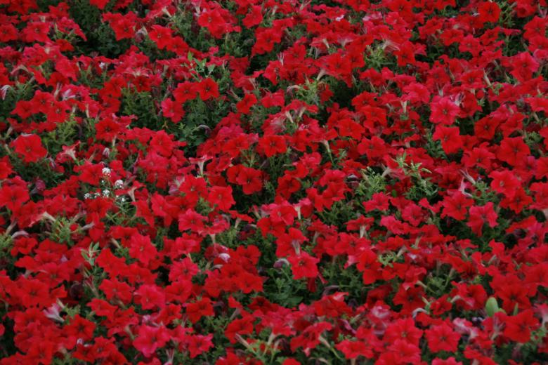 Free stock image of Flower Background created by 2happy
