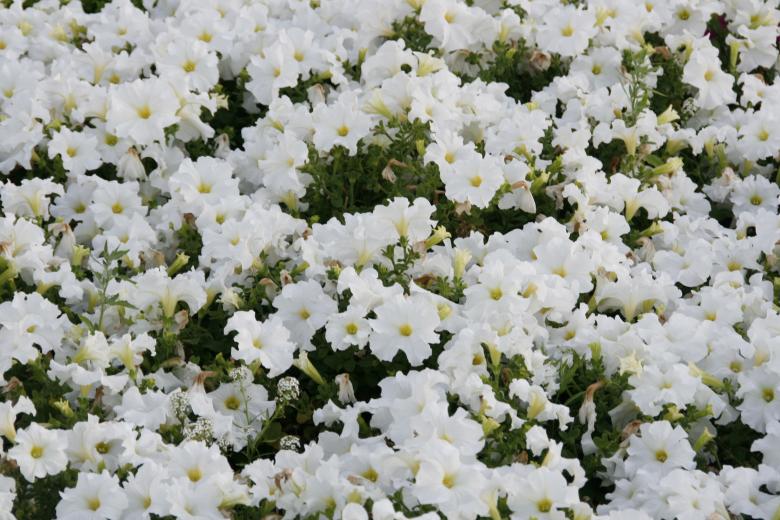 Free stock image of Flower Background created by 2happy
