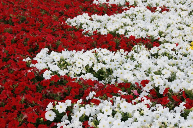 Free stock image of Flower Background created by 2happy