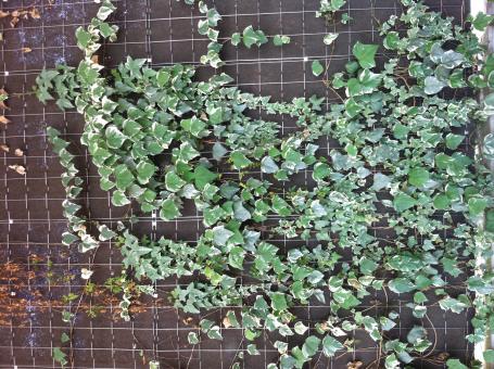 Wall plant - Free Stock Photo