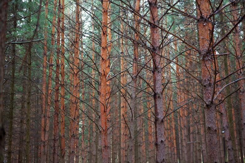 Free stock image of forest created by 2happy