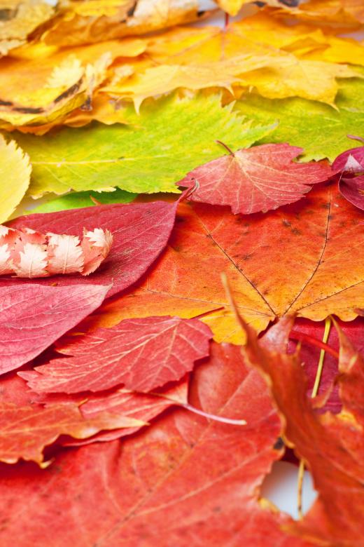 Free stock image of leaves  created by 2happy